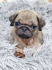 PUG PUPPIES 621 🌻 REHOME  Boy~Girl