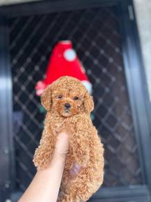 poodle3