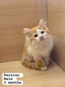 Persian Untuk Dijual !!