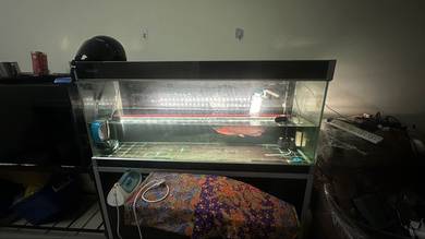 Arowana super red