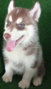 Male adorable husky puppy available