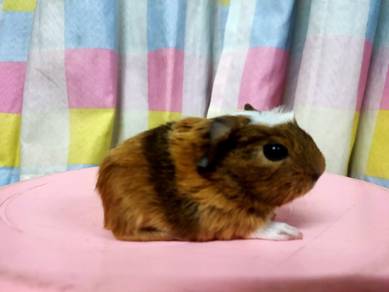 Guinea Pig Baby