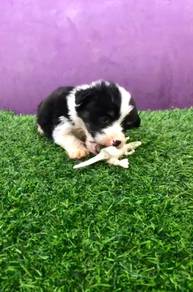 Corgi male female tri color mka microchip