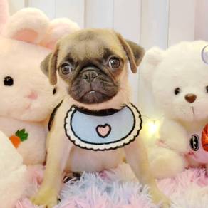 Pug