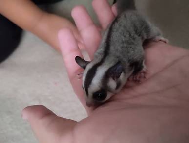 Sugar glider