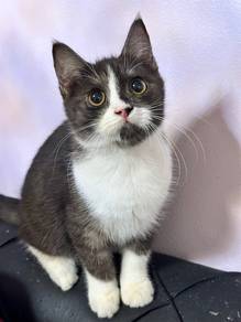BSH Mixed Kitten