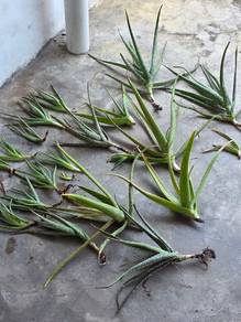 Pokok Lidah Buaya (Free)