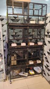 8 Sugar Gliders with steel cage, breeding pairs