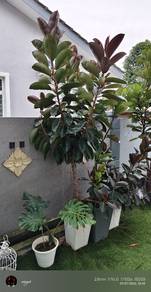 pokok hiasan Ficus lyrata