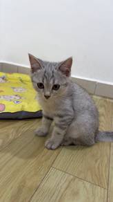 BSH x Domestic Short Hair