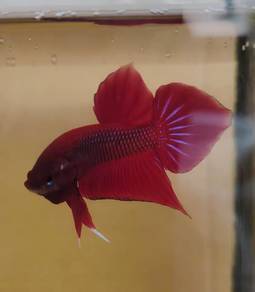 Red Splenden