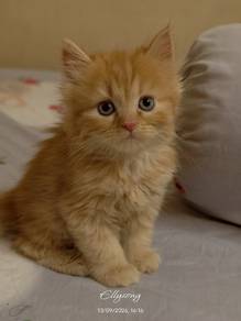 American curl mix dlh