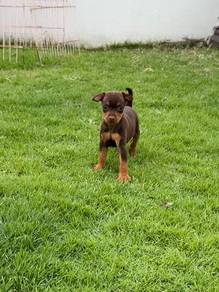Red tan mini Pinscher puppy