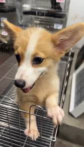 Pure Breed Corgi (Female) OFFER 纯种柯基宝宝 女生 特价