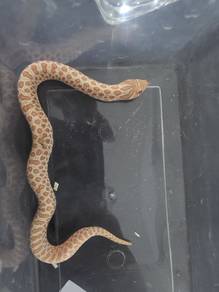 Hognose Snake