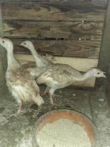 anak ayam belanda