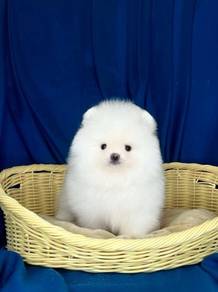 Pomeranian - White (Female)