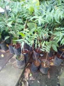 Bibit Pokok  Neem/Semambu🌱