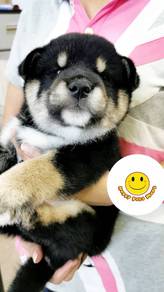 JLLE866 Shiba Inu Black Tan haired cute puppy