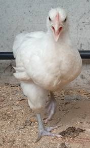 Anak ayam Bresse
