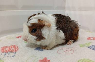 Abbsinyian Guinea Pig [Mix Color]