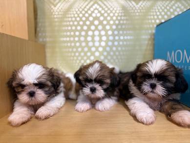 Pure breed Shihtzu puppies ready to REHOME!