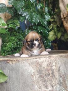 Pekingese mix Shih Tzu (2 Female) 北京犬混西施