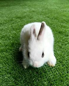 Arnab Netherland Dwarf Nd 