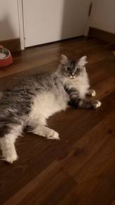 Mainecoon Mix Munchkin