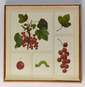 Botanical Currants Lithograph Print