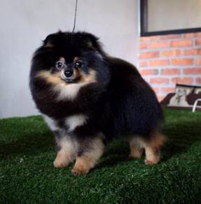 Pomeranian black tan stud service NOT FOR SALE