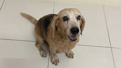 free beagle