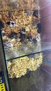 Hamster Campbell