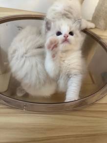 lynx ragdoll