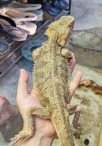 Bearded Dragon 