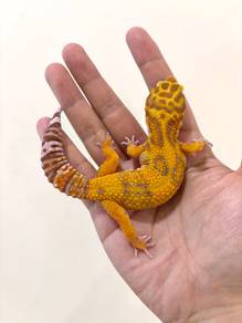 Small size leopard gecko