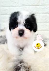 GRR9993 MALTIPOO Maltese x Poodle bi color