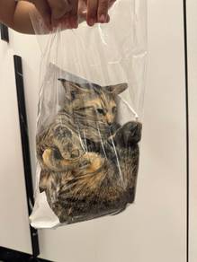 cat for rehome