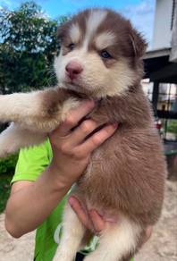 Siberian Husky Puppy 44