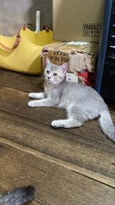 Kucing BSH