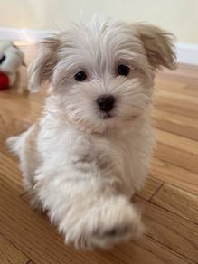 N7996 Teeny Maltese Bichon Mix Puppy Small White C