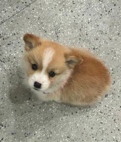 Welsh Corgi