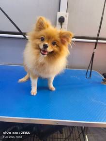 tinypomeranian