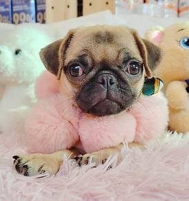 Pug