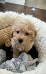 K8688 Trusting Maltipoo Round Face Puppy Dog