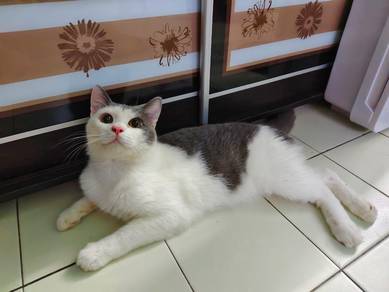 Mix breed Cat