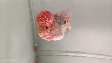 Flower Horn Kamfa F4