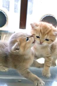 Bsh and Blh