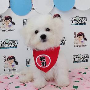 Bichon Frise