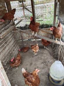 Ayam penelur 